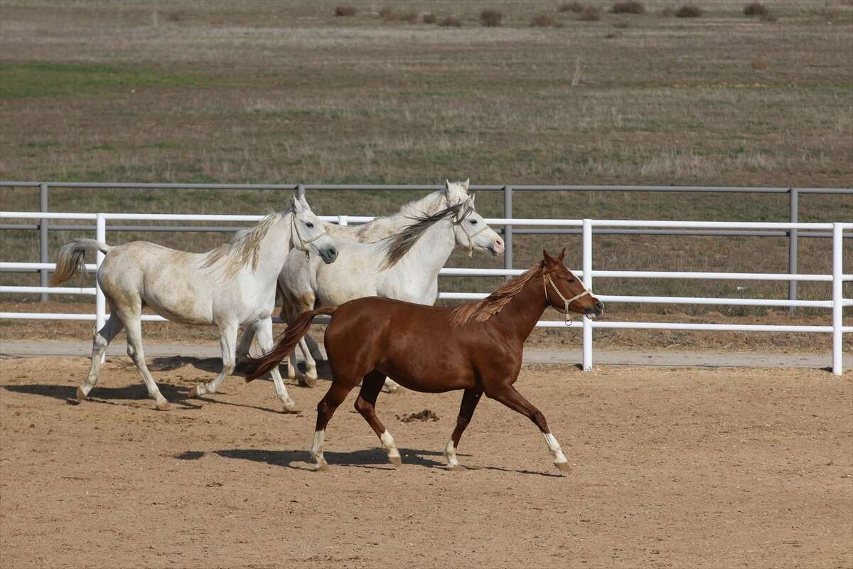 TİGEM’de 120 Safkan Arap Tayı satışa çıkacak 9